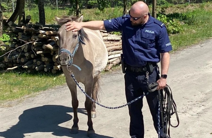 Policjanci złapali… konia